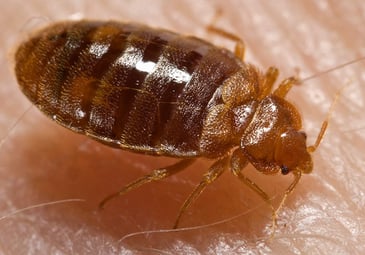 What Do Bed Bugs Look Like? | AJB Pest & Termite | DFW Pest Control 