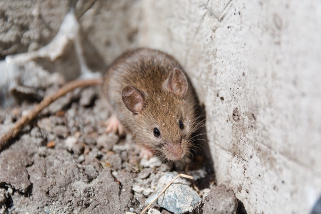 Rodent Activity Doesn't Stop in Summer, Here's Why Rodent Activity Doesn't Stop in Summer, Here's Why