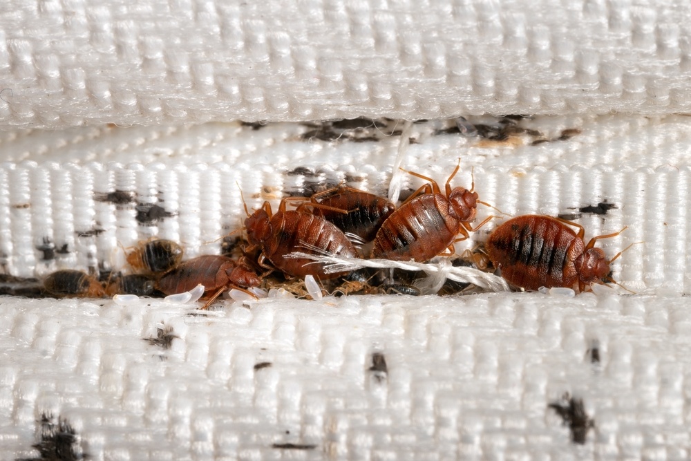 Bed Bug Exterminators Near Me