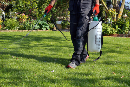 Guide to Pest Exterminator Services for a Pest-Free Environment