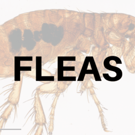 Fleas