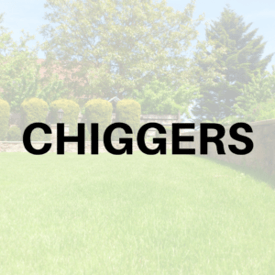 Chiggers