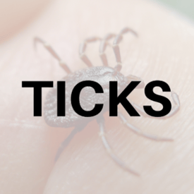Ticks
