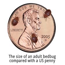 Bed Bugs Preparation