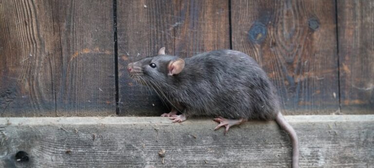 Creating An Effective Rat Control Services Strategy