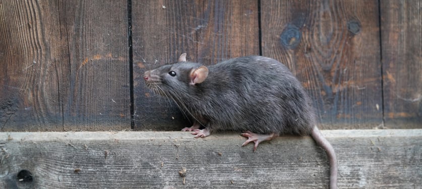 Creating An Effective Rat Control Services Strategy