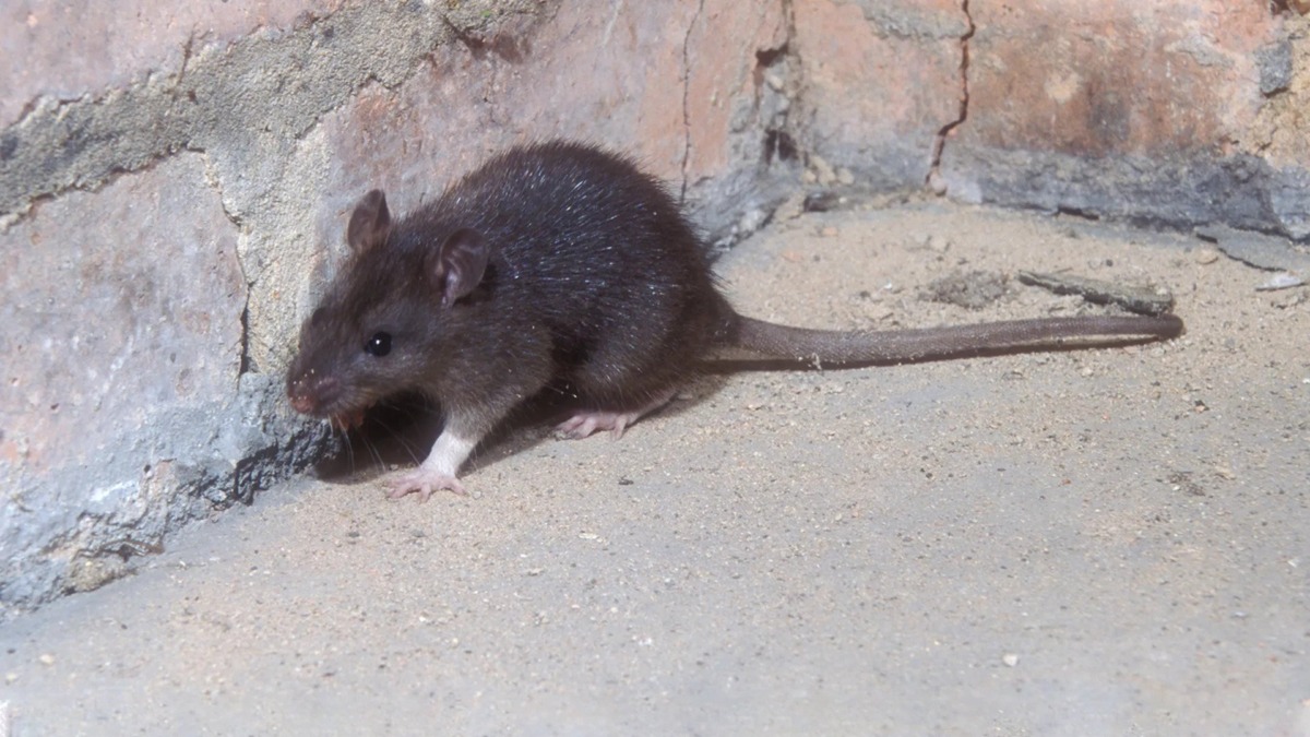 Rat Extermination in Forney, TX