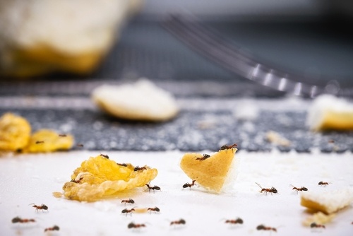 Ant Exterminator Near Me: Your Solution to Ant Infestations