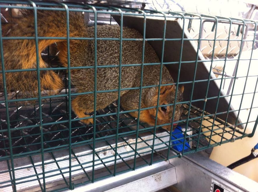 Wildlife Removal Service Wildlife Removal